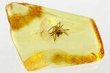 Detailed Fossil Spider with Phoretic (Attached) Mites In Baltic Amber #343238-2
